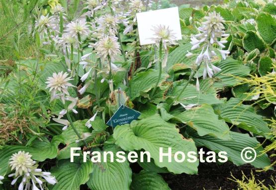 Hosta Geronimo